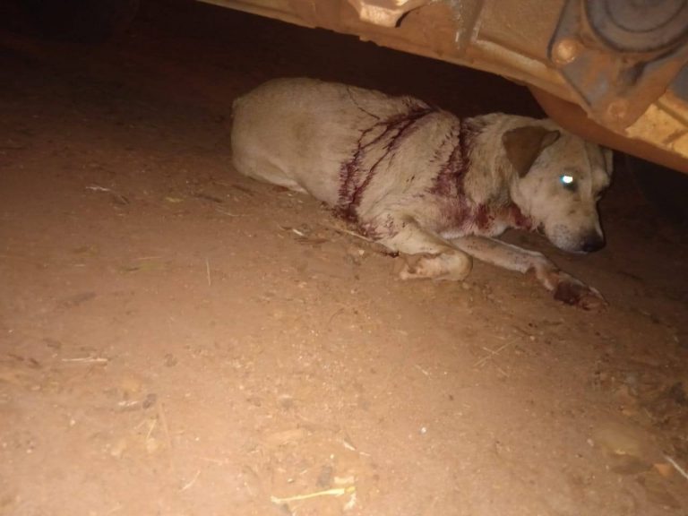 Cão é esfaqueado no Assentamento Bela Vista