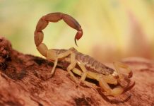 Vereadora pede dados sobre estrutura de atendimento para acidentes com animais peçonhentos em Araraquara