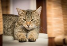 Prefeitura de Araraquara lança primeiro site de adoção de pets da cidade