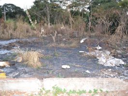 Fundo de Meio Ambiente arrecadou cerca de R$ 300 mil no primeiro semestre