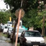 As 15hrs a prefeitura começou a retirada da árvore