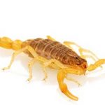 escorpião