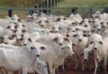 Livre da aftosa, o Brasil cumpre seu destino de celeiro do mundo