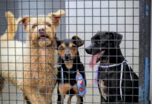 Prefeitura promove semana de microchipagem gratuita de cães e gatos
