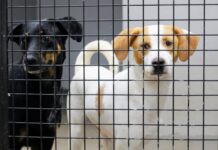 Câmara aprova projeto que amplia proteção aos animais em Araraquara