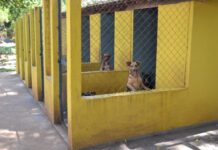 Campanha de adoção de cães e gatos acontece neste sábado (25) no Parque Infantil