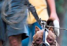 Cães perigosos em ação