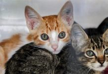 Araraquara recebe mutirão gratuito de castração para cães e gatos
