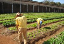 Programa de Segurança Alimentar implementado por Edinho é premiado pelo Governo de São Paulo