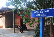 Veradora questiona situação de concurso e quadro de funcionários da Subsecretaria de Bem-Estar Animal