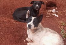 Cães em praça do Santana precisam de atenção