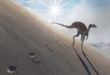 Pesquisa desenvolvida na UFSCar vira dinossauro de série Jurassic World