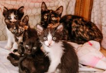 ONG de Araraquara participa do Edital Animal SP: Prazo Encerra em 10/11 – Vote!