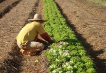 Araraquara conquista prêmio nacional com projeto de inclusão produtiva e segurança alimentar