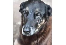 Saiba que sanções podem ser aplicadas a jovens que mataram cão Orelha