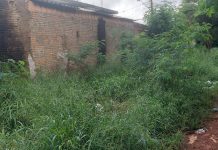 O mato toma conta de Araraquara