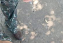 Controle de sinantrópicos captura mais de 140 escorpiões após ações no Selmi Dei I