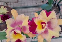 8º Festival de Orquídeas e Suculentas de Araraquara começa neste sábado