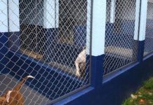 Entre cães, gatos e equinos, Araraquara conta com 693 animais abrigados