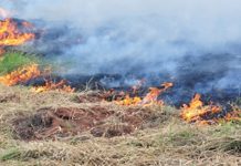Vereador pede intensificação da fiscalização de queimadas em frente ao Parque do Basalto