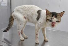 Controle de Zoonoses alerta para caso suspeito de esporotricose em Araraquara