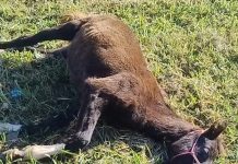 Cavalo é encontrado sem vida às margens de Vicinal