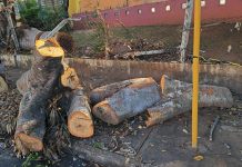 Árvore cortada atrapalha passagem de pedestres em frente à creche do Jardim América