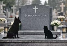 Projeto que regulamenta sepultamento de pets em cemitérios de Araraquara é aprovado na Câmara