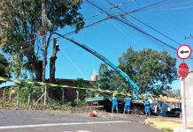 Prefeitura reforça ações de manejo e segurança da arborização urbana