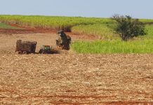 Crise no setor canavieiro sufoca produtores da região